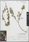 Foto von Salix repens L.